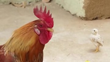 $$ 9924831779$$ escort services and call gals services in your city for all people