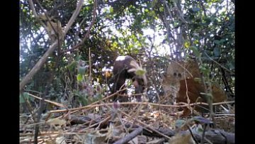 Indian Desi naked boy In Jungle